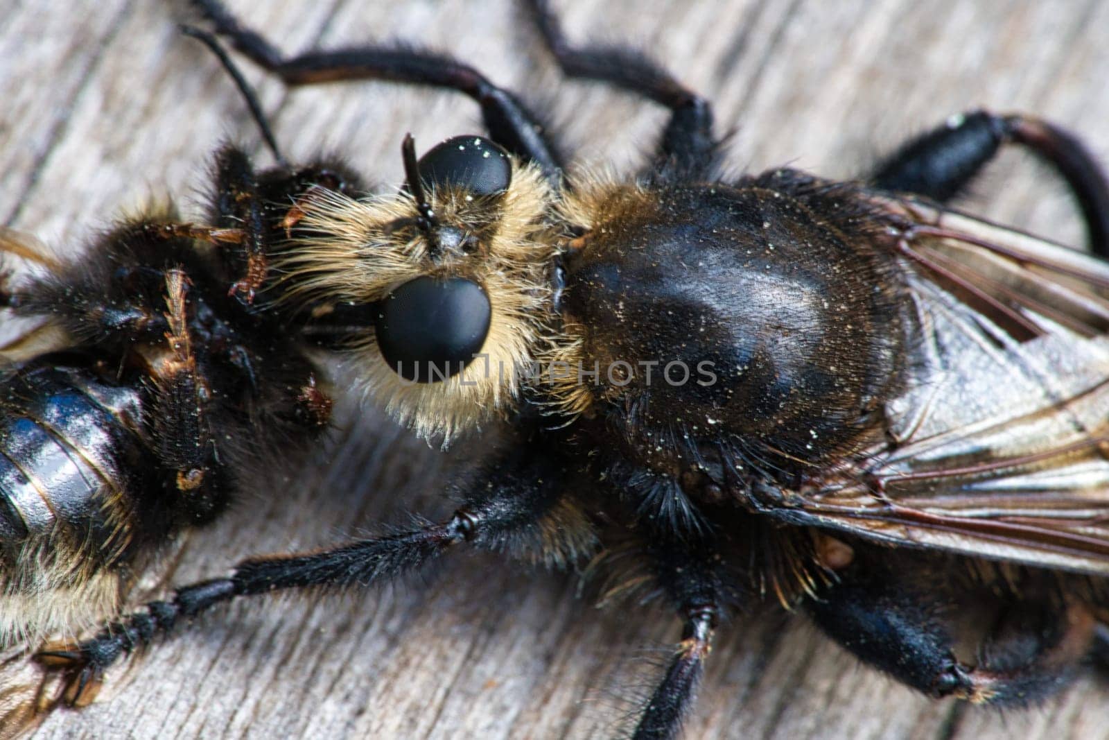 Yellow murder fly or yellow robber fly with a bumblebee as prey. The insect is sucked out by the hunter. Yellow black hairs cover the hunter. Macro shot from nature