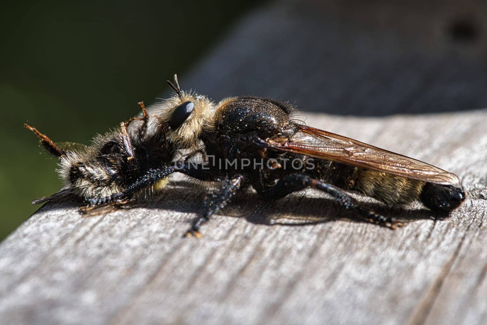 Yellow murder fly or yellow robber fly with a bumblebee as prey. The insect is sucked out by the hunter. Yellow black hairs cover the hunter. Macro shot from nature