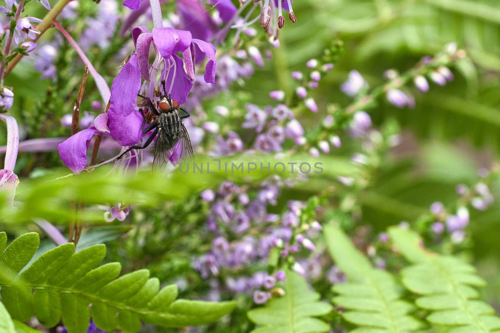 Flesh fly in bouquet of flowers taken while feeding. Pink flowers and green leaves. Hairy legs in black and gray. Insect feeding. Macro shot of a fly