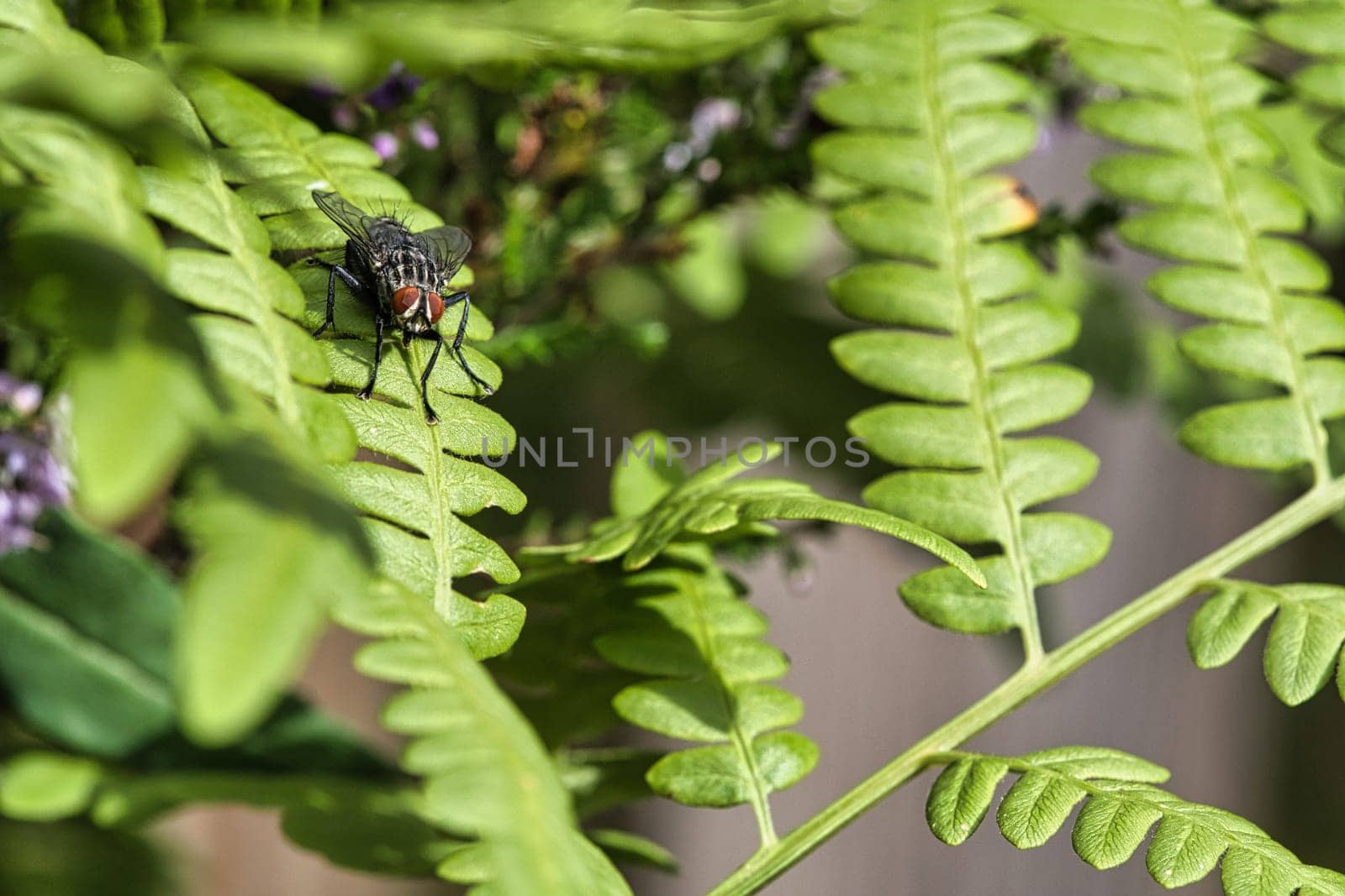 Flesh fly on a green leaf with light and shadow. Hairy legs in black and gray. Insect feeding. Macro shot of a fly