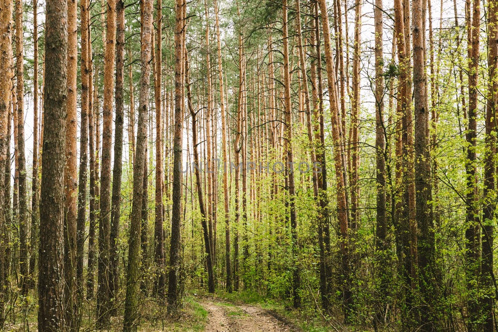 Forest Road Path Walkway Lane Through Spring Coniferous Forest In Sunny Day.