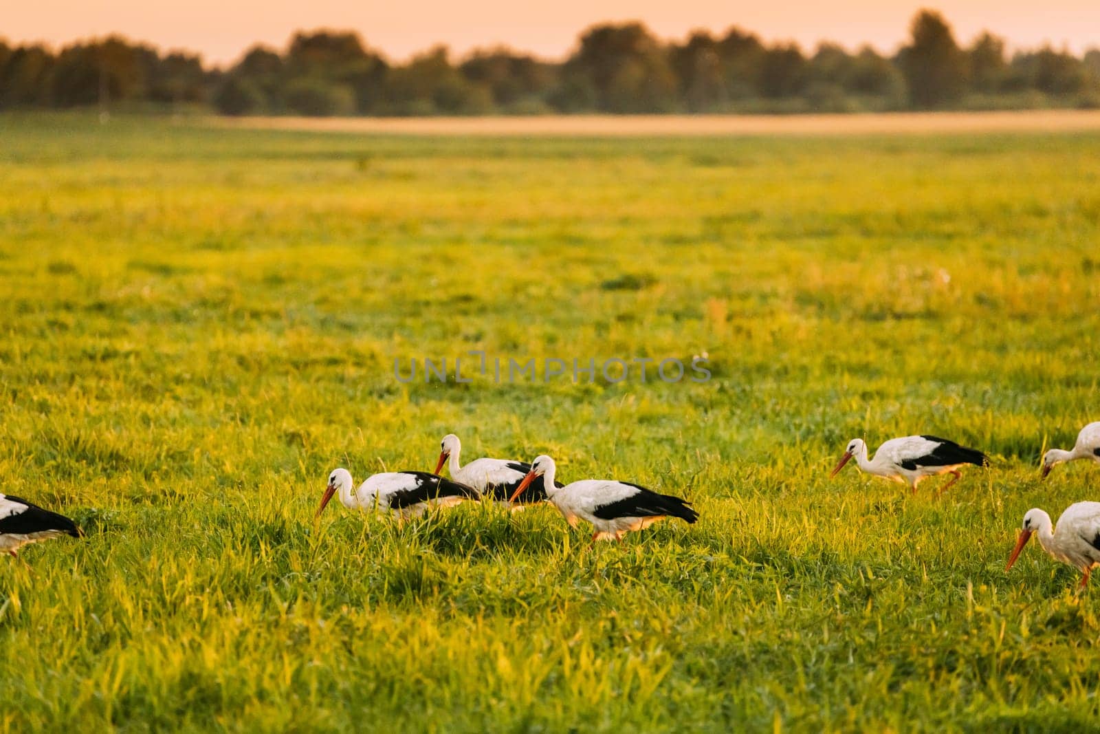 Group Of European White Storks Ciconia Ciconia Feeding In Summer Meadow. Wild Birds In Sunny Evening In Belarus.