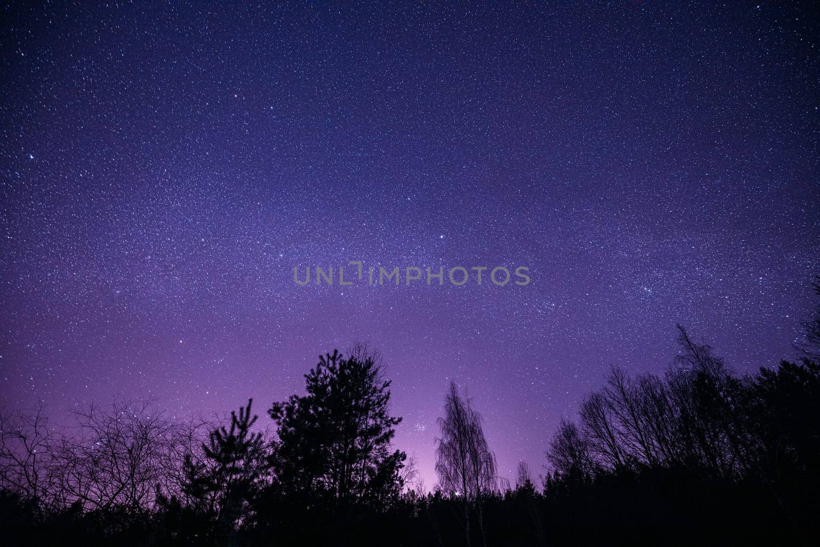Night Sky Stars Above Dark Black Trees Trunks Silhouettes In Early Spring. Landscape With Natural Starry Sky Above Woods. Russian Nature. Magenta Color.