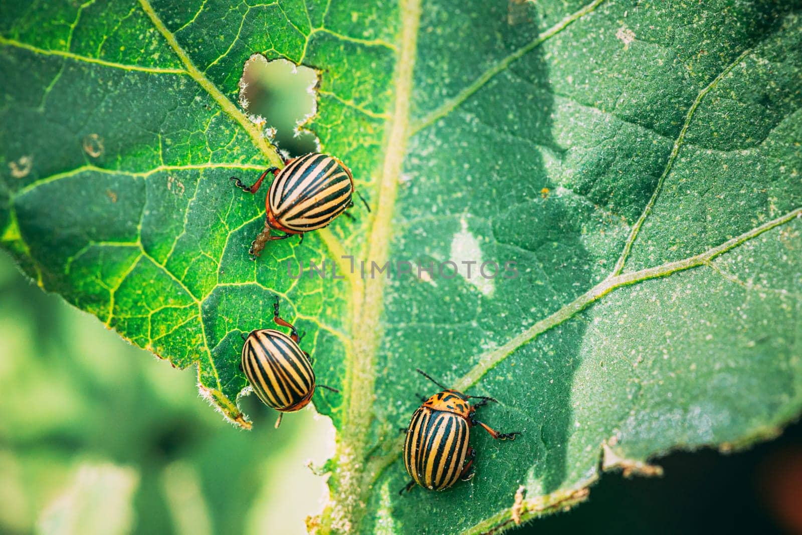Colorado Striped Beetles - Leptinotarsa Decemlineata. This Beetle Is A Serious Pest Of Potatoes.