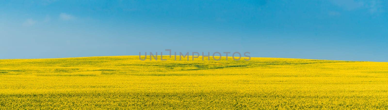 Rural Landscape With Blossom Of Canola Colza Yellow Flowers. Rapeseed, Oilseed Field Meadow. Panorama