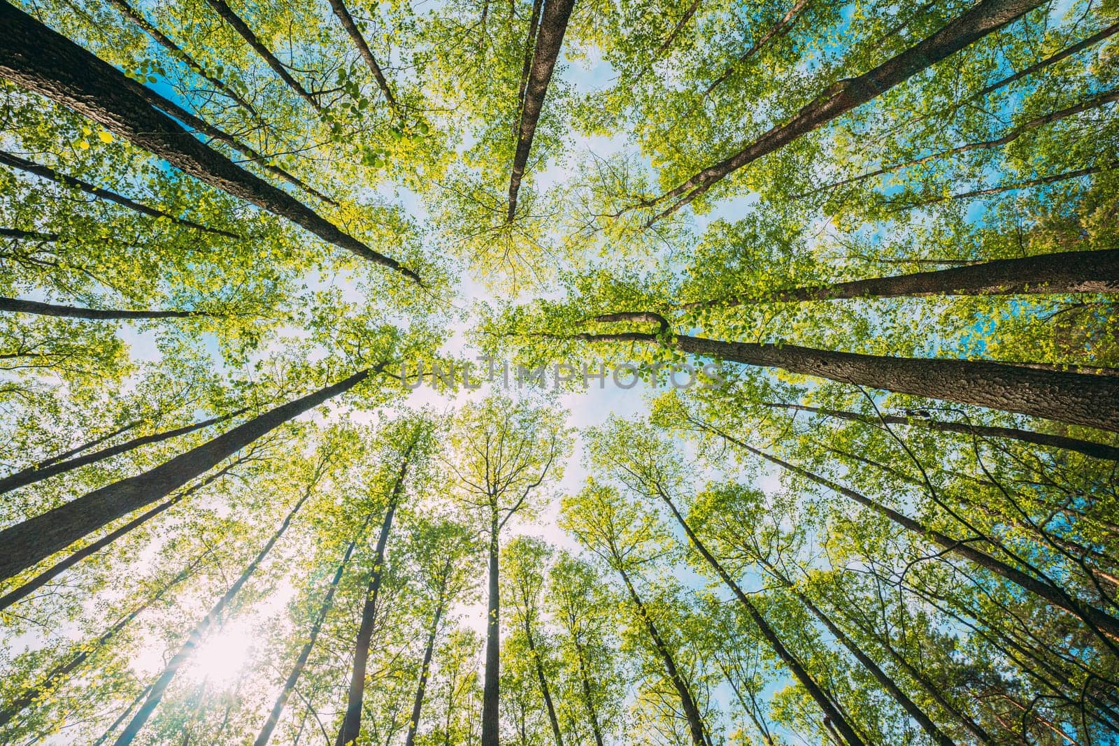 Looking Up In Beautiful Pine Deciduous Forest Trees Woods Canopy. Bottom View Wide Angle Background. Greenwood Forest. Trunks And Branches With Fresh Spring Lush.