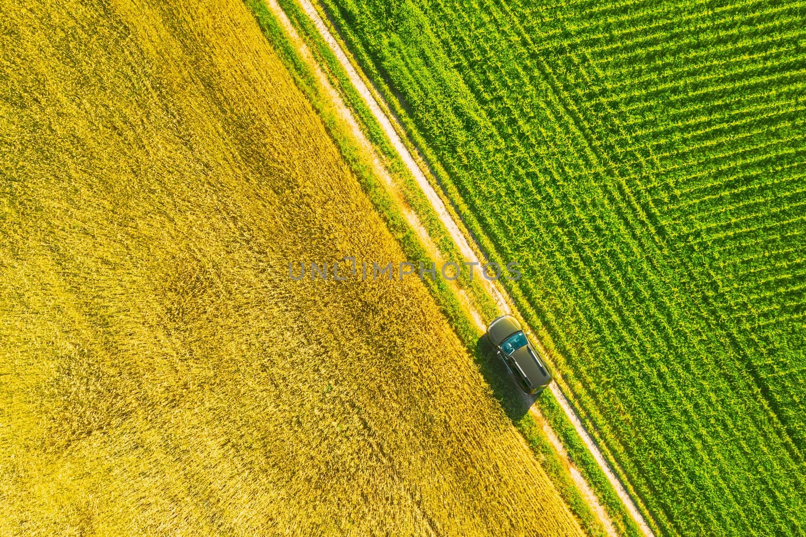 Aerial View Of Car SUV Parked Near Countryside Road In Spring Field Rural Landscape. Car Between Young Wheat And Corn Maize Plantation.