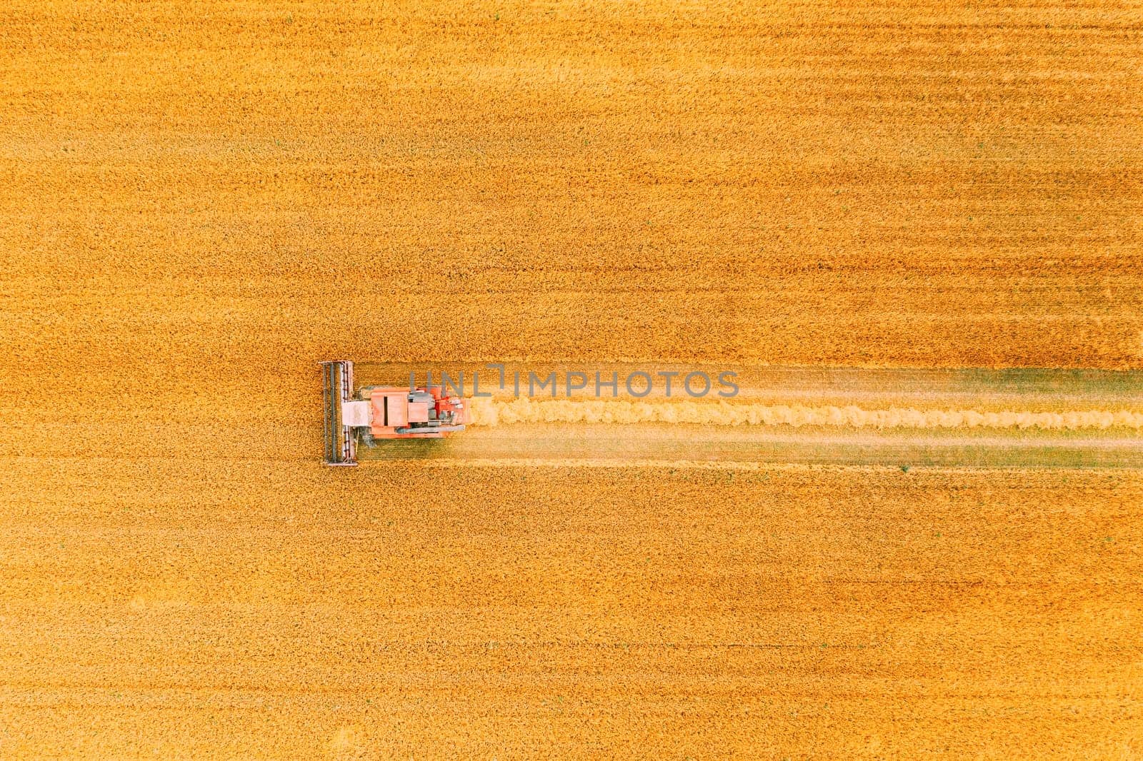 Aerial View Combine Harvester Working In Field. Harvesting Of Wheat In Summer Season. Agricultural Machines Collecting Wheat Seeds.