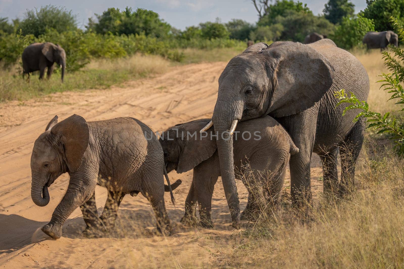 African bush elephant stands chivvying two babies
