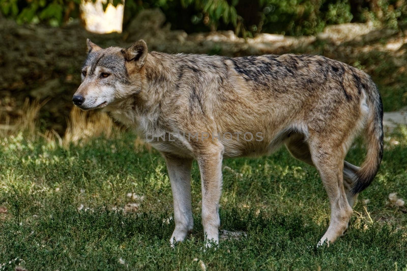 Timberwolf