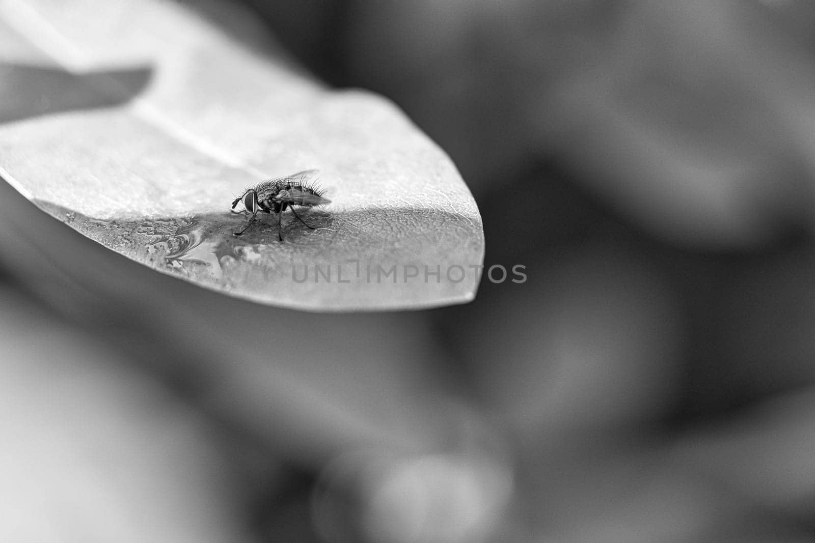 Flesh fly photographed in black and white, on a green leaf with light and shadow. Hairy legs in black and gray. Insect feeding. Macro shot of a fly