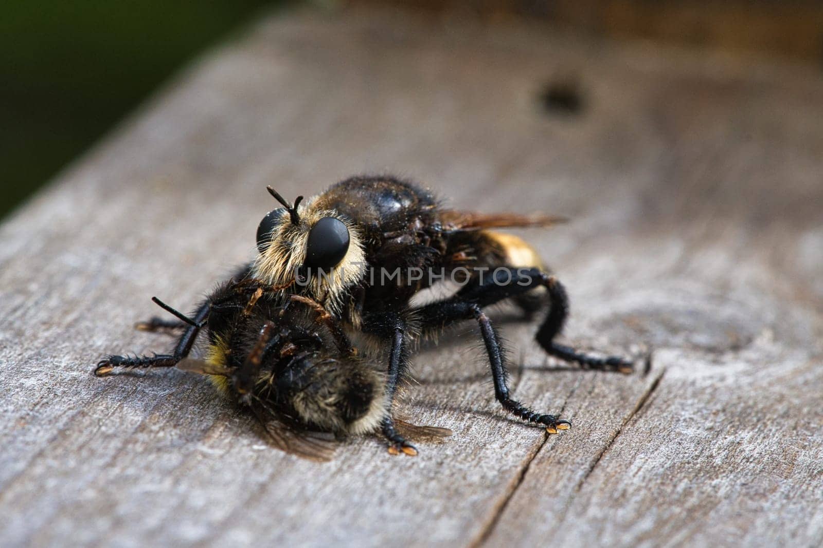 Yellow murder fly or yellow robber fly with a bumblebee as prey. The insect is sucked out by the hunter. Yellow black hairs cover the hunter. Macro shot from nature