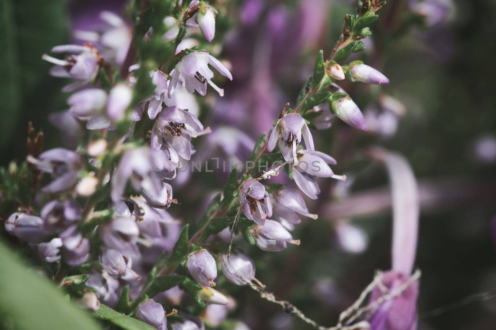 Heather. Branches with fine filigree purple flowers. Dreamy in the sunlight. Blurred background. Close up of plants