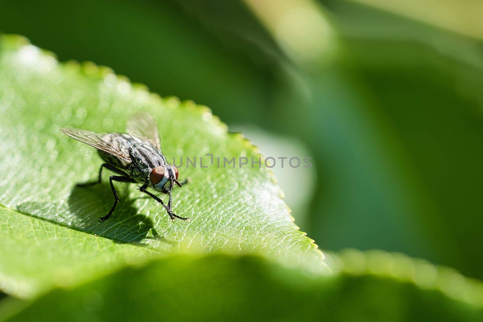 Flesh fly on a green leaf with light and shadow. Hairy legs in black and gray. Insect feeding. Macro shot of a fly