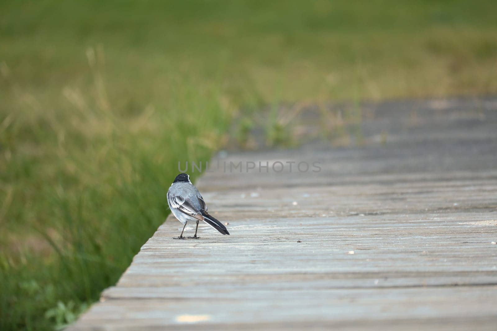 Pied wagtail on a footbridge at the water's edge. Songbird on the shore of a lake. Animal photo of bird