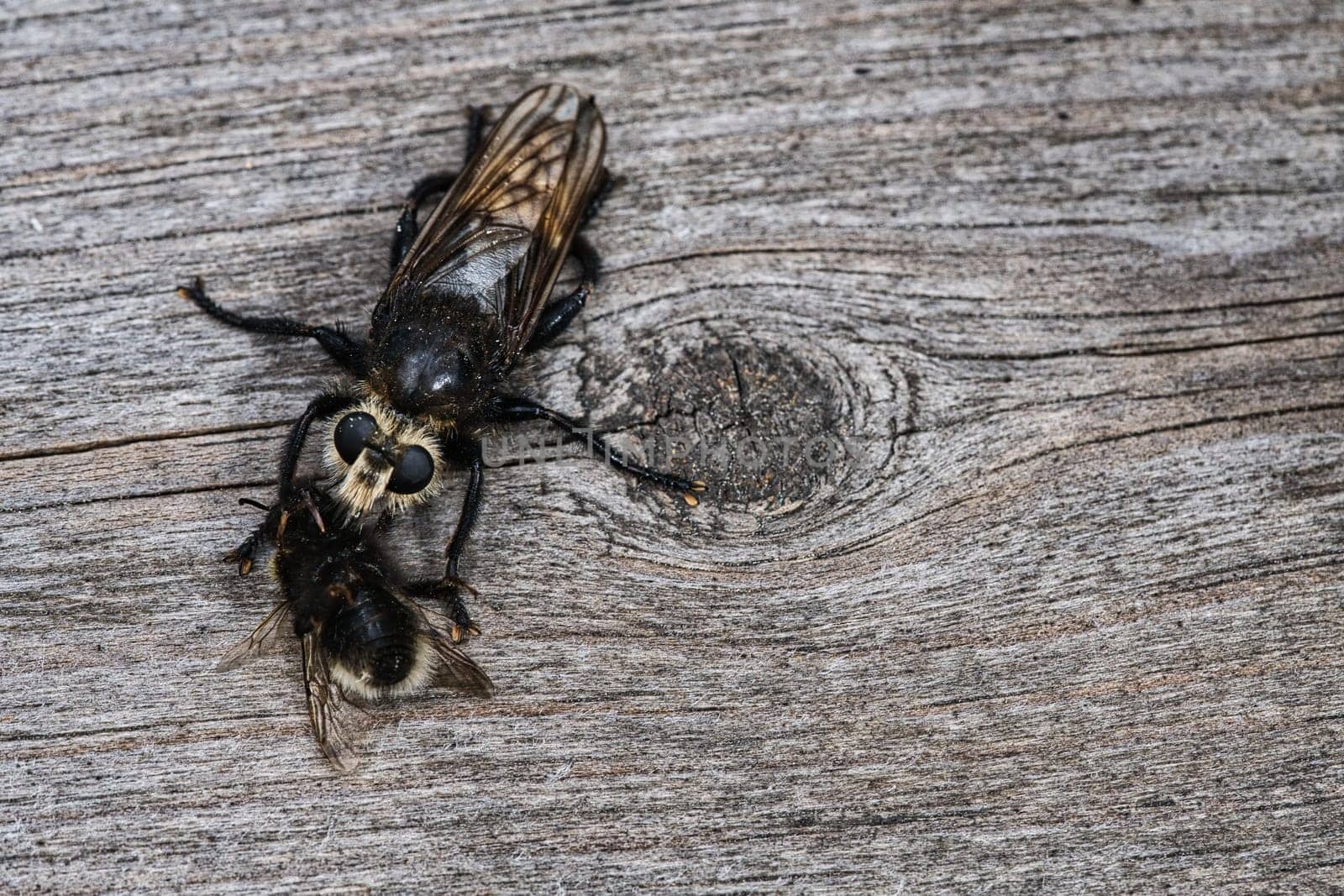 Yellow murder fly or yellow robber fly with a bumblebee as prey. The insect is sucked out by the hunter. Yellow black hairs cover the hunter. Macro shot from nature
