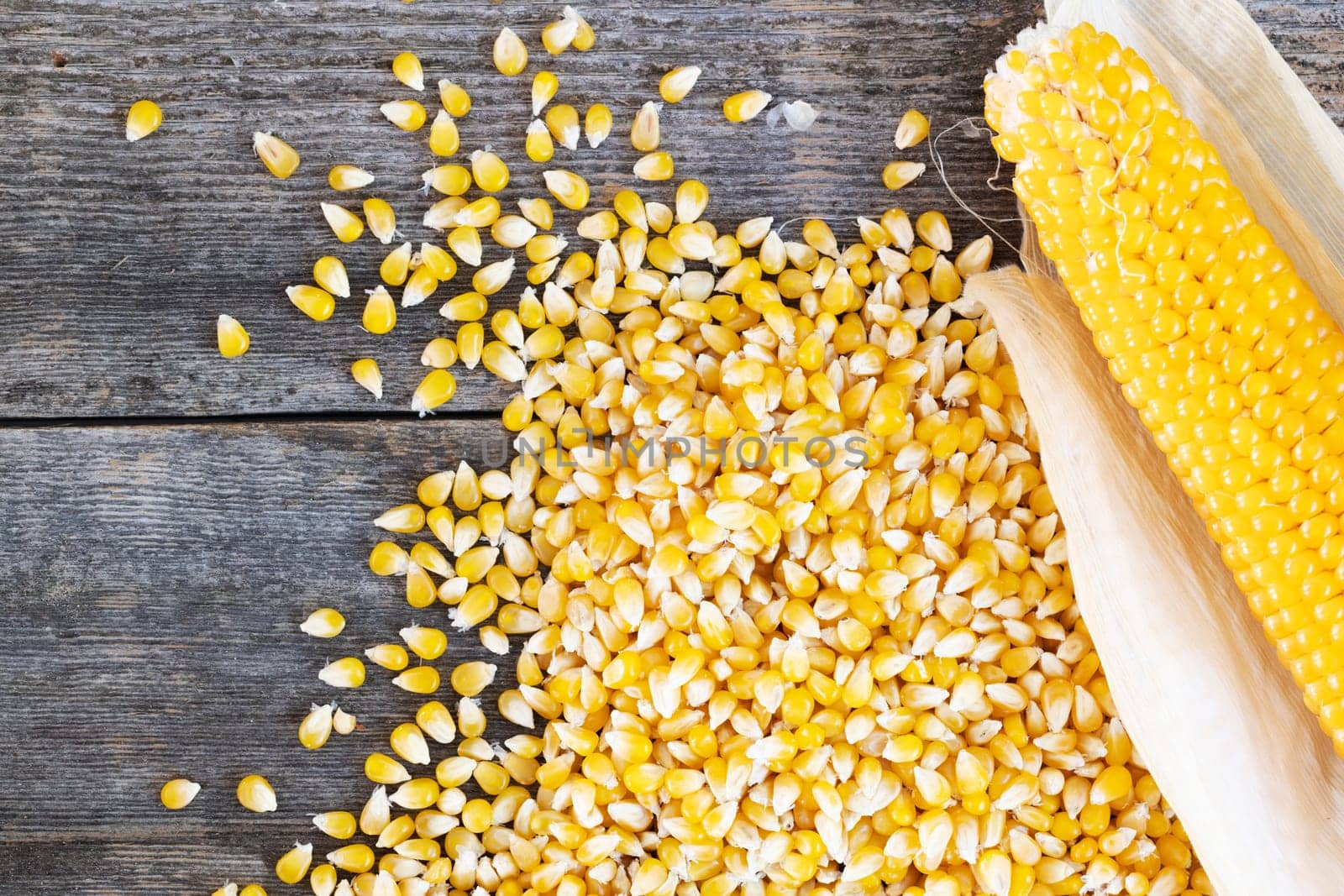 Popcorn on the cob and kernels on a rustic wooden table viewed from and overhead angle