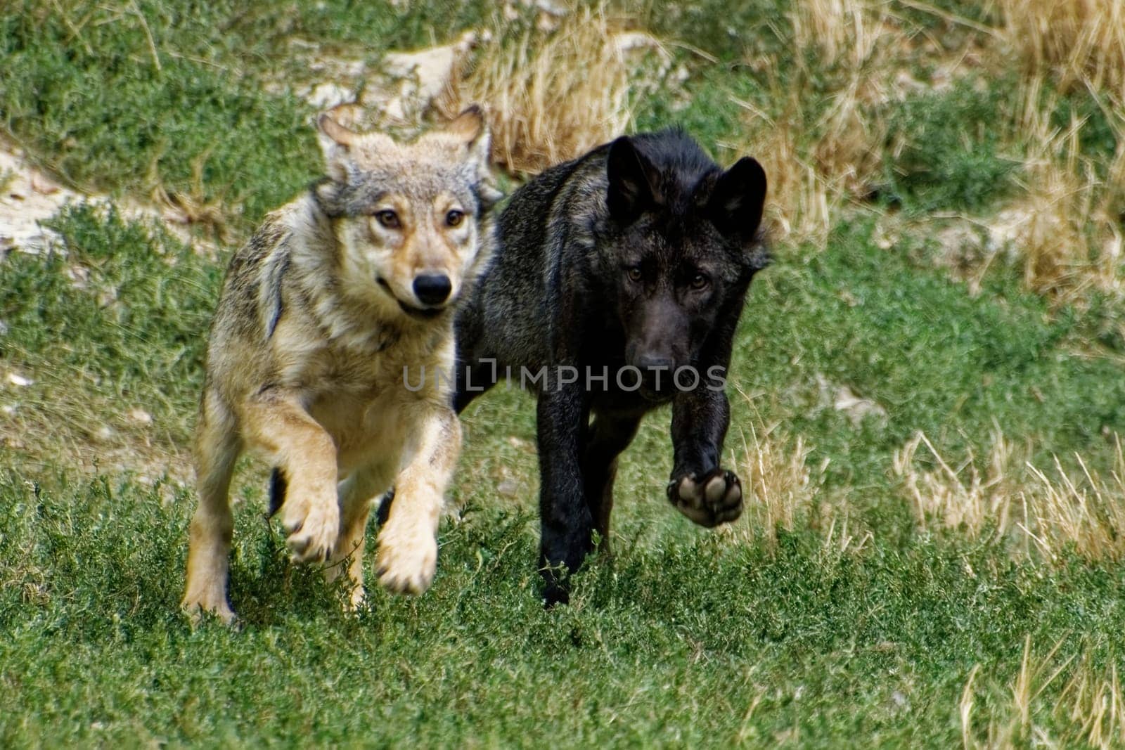 Timberwolf