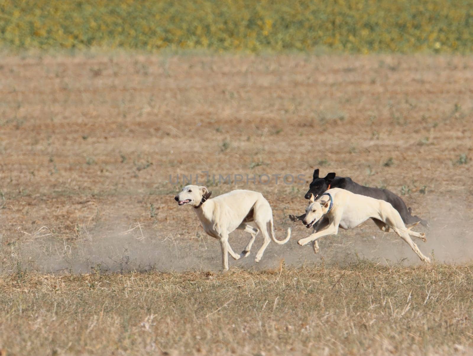 greyhound race fast dog domestic animal field hare hunting