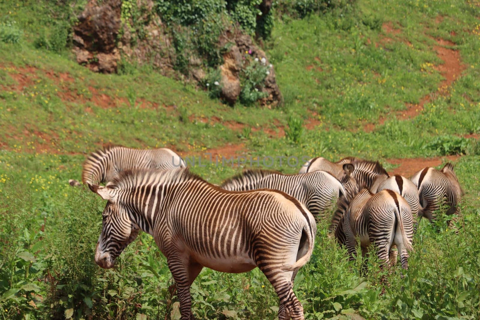 beautiful zebras wild animals herbivores fast stripes