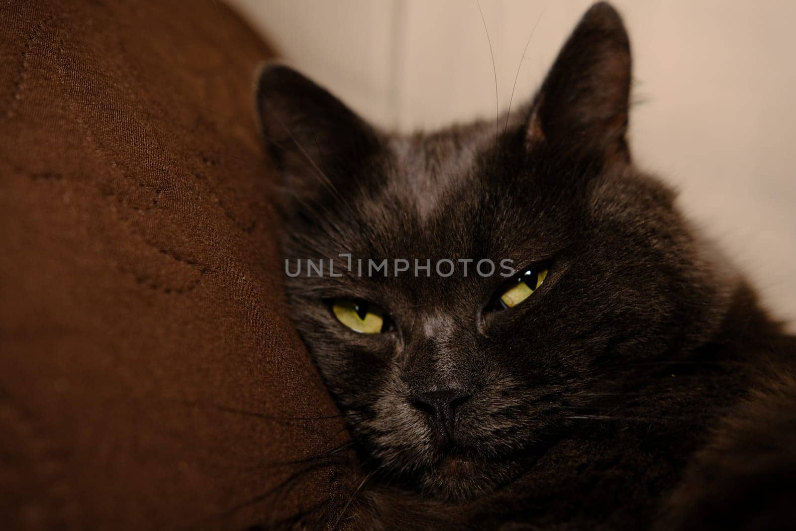 Sleepy gray cat stretched his paws forward. Domestic lazy kitty with half-closed green eyes is lying on sofa