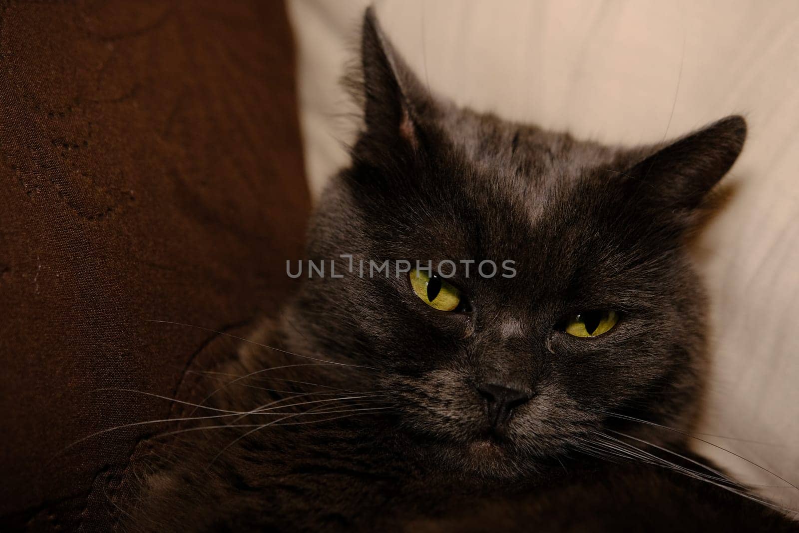 Sleepy gray cat stretched his paws forward. Domestic lazy kitty with half-closed green eyes is lying on sofa