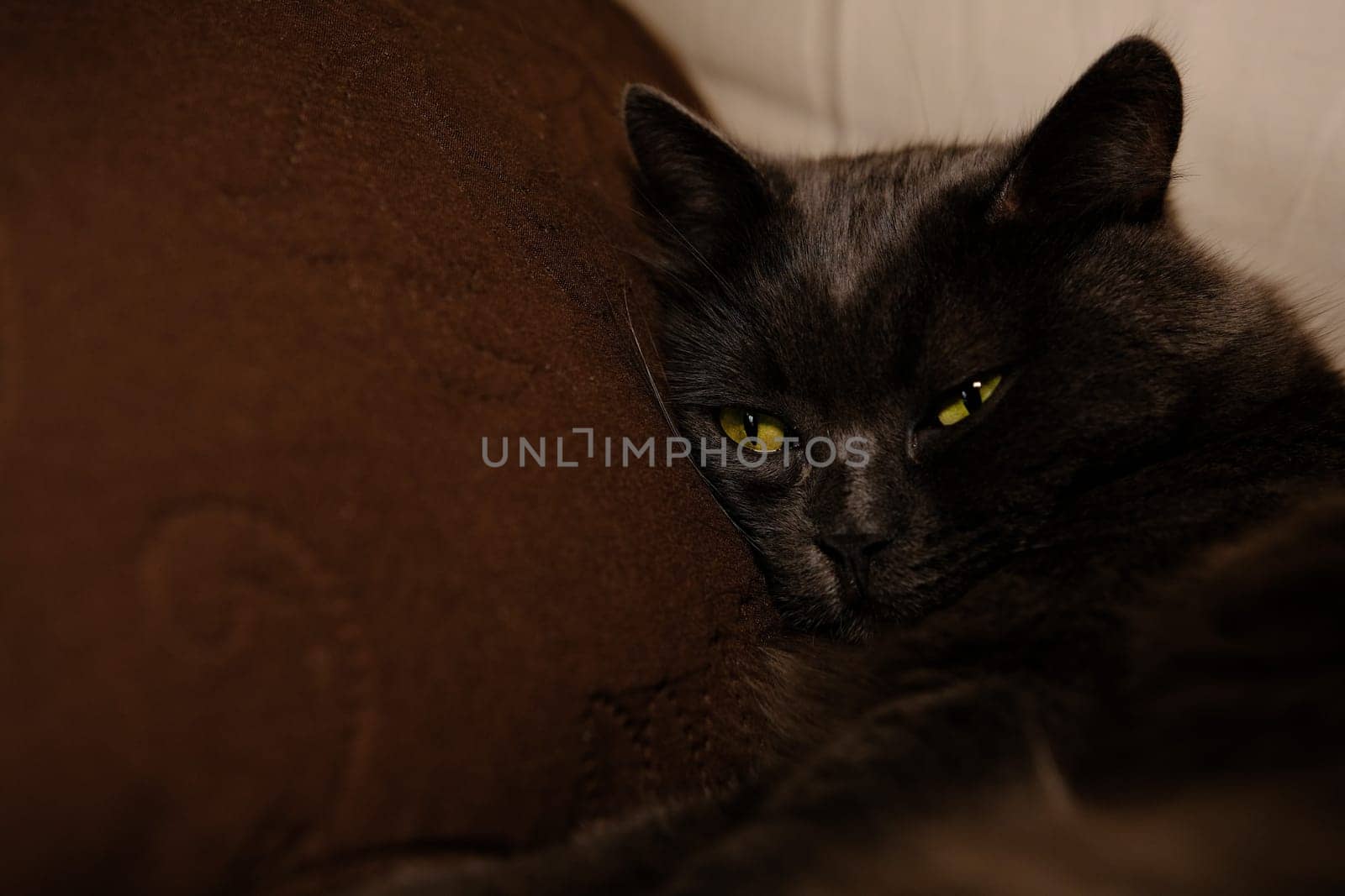 Sleepy gray cat stretched his paws forward. Domestic lazy kitty with half-closed green eyes is lying on sofa