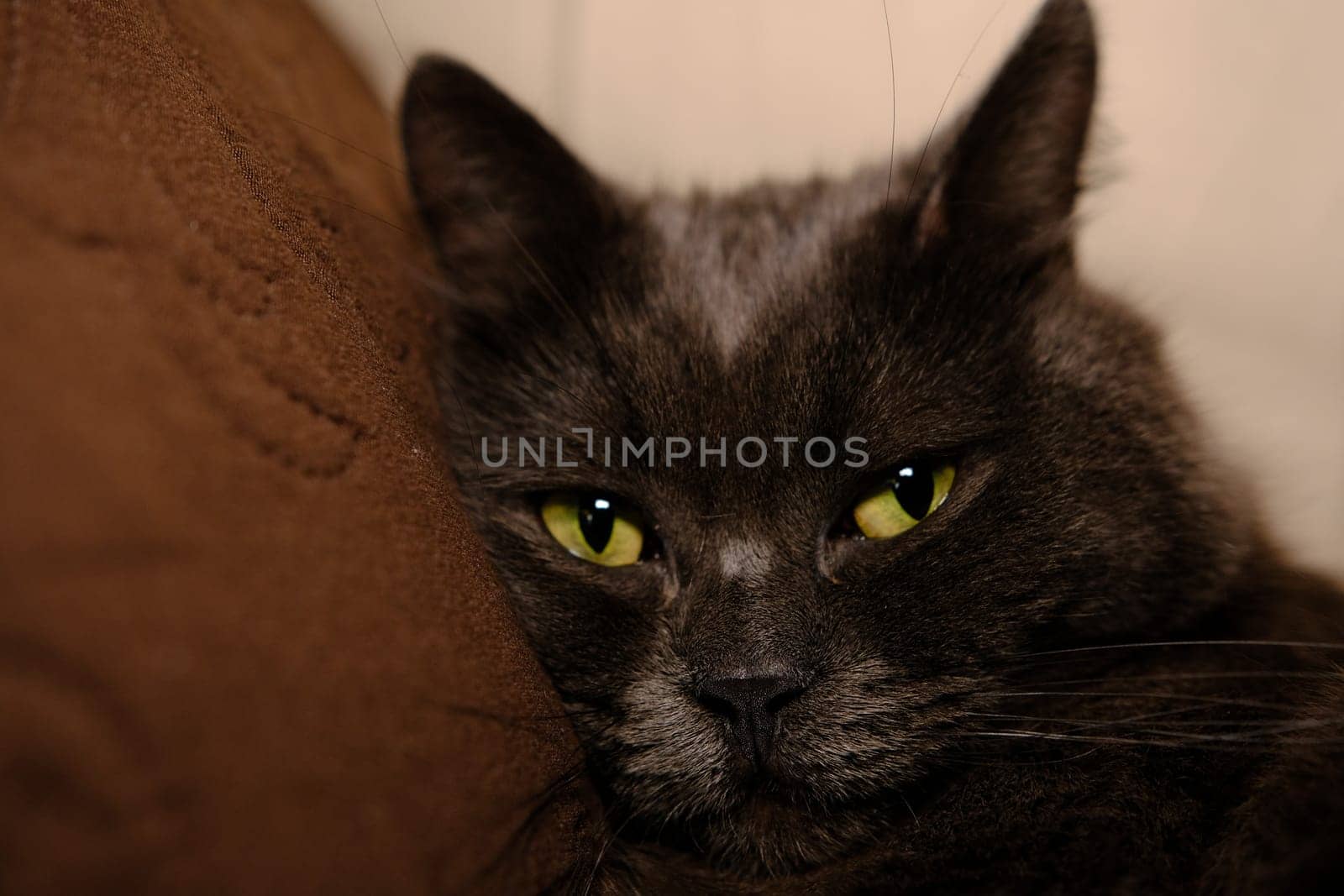 Sleepy gray cat stretched his paws forward. Domestic lazy kitty with half-closed green eyes is lying on sofa
