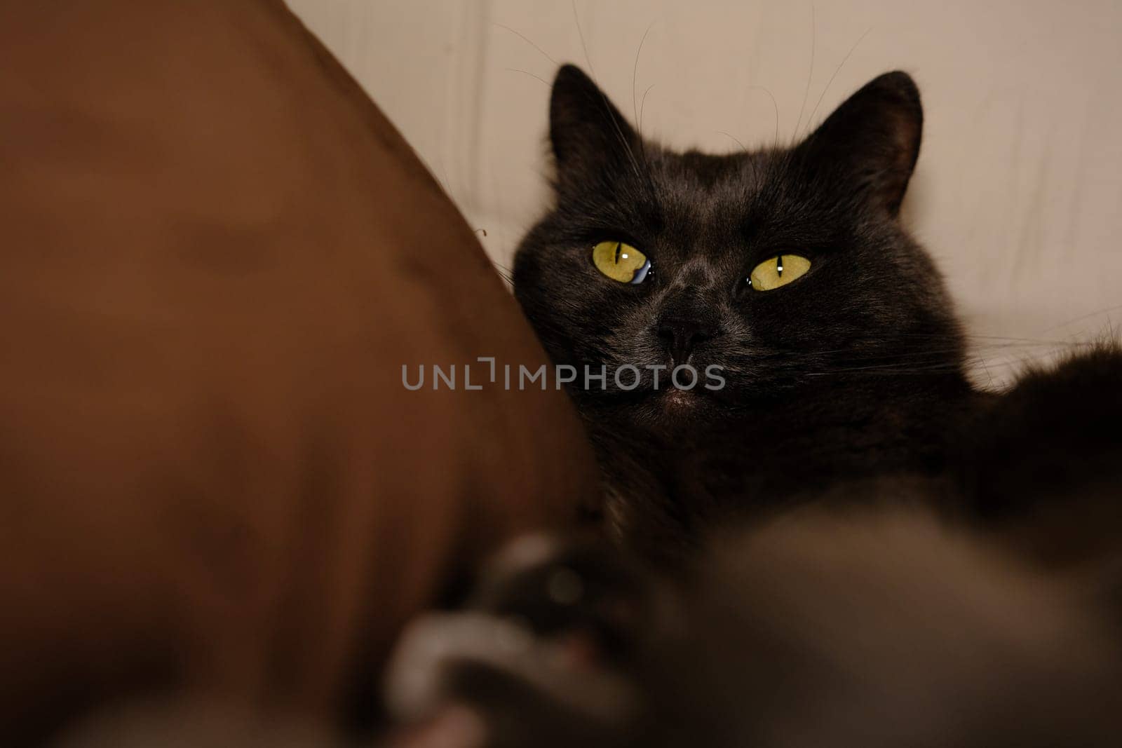 Sleepy gray cat stretched his paws forward. Domestic lazy kitty with half-closed green eyes is lying on sofa