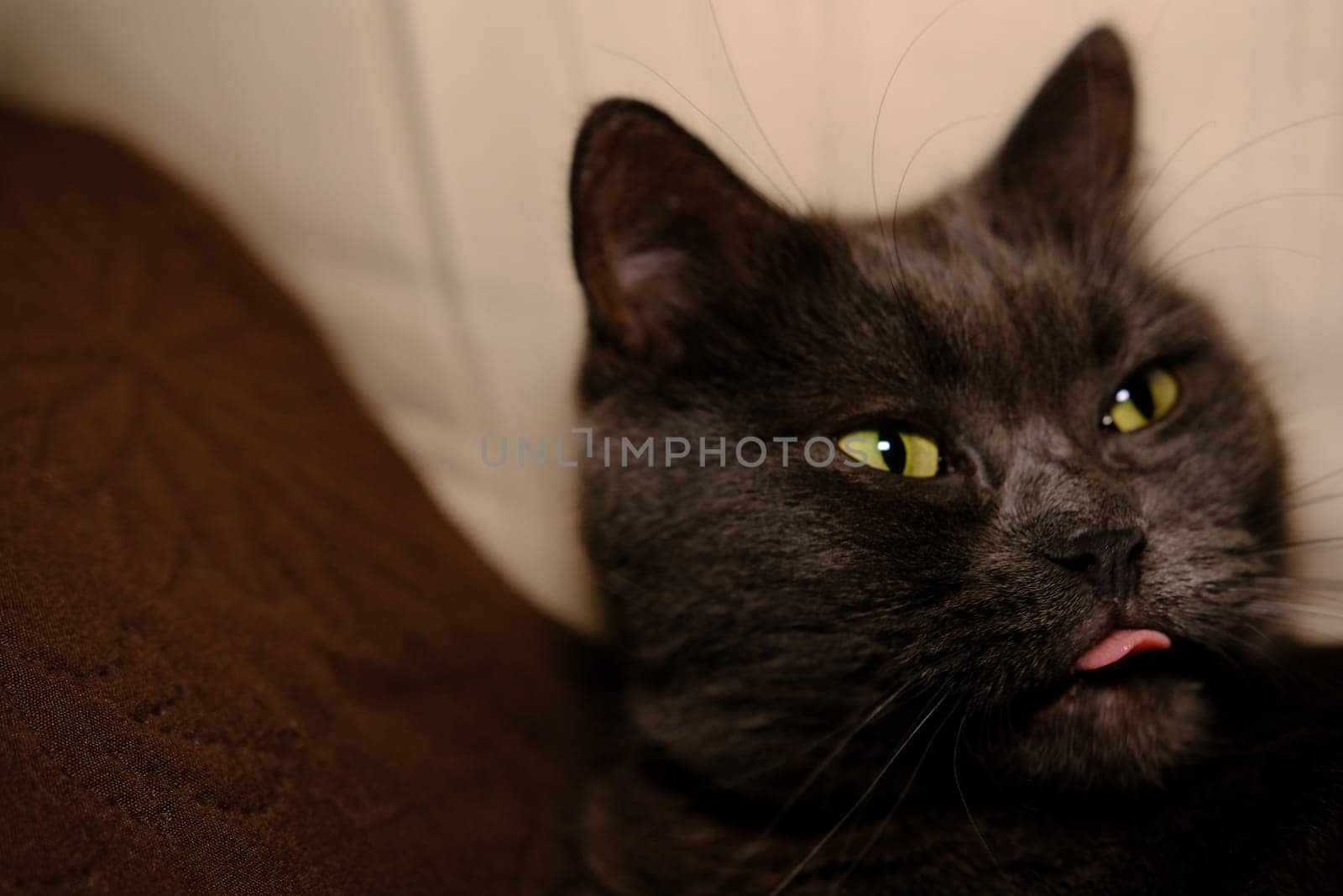 British cat shows its tongue after big yawns with sleepy face and green eyes