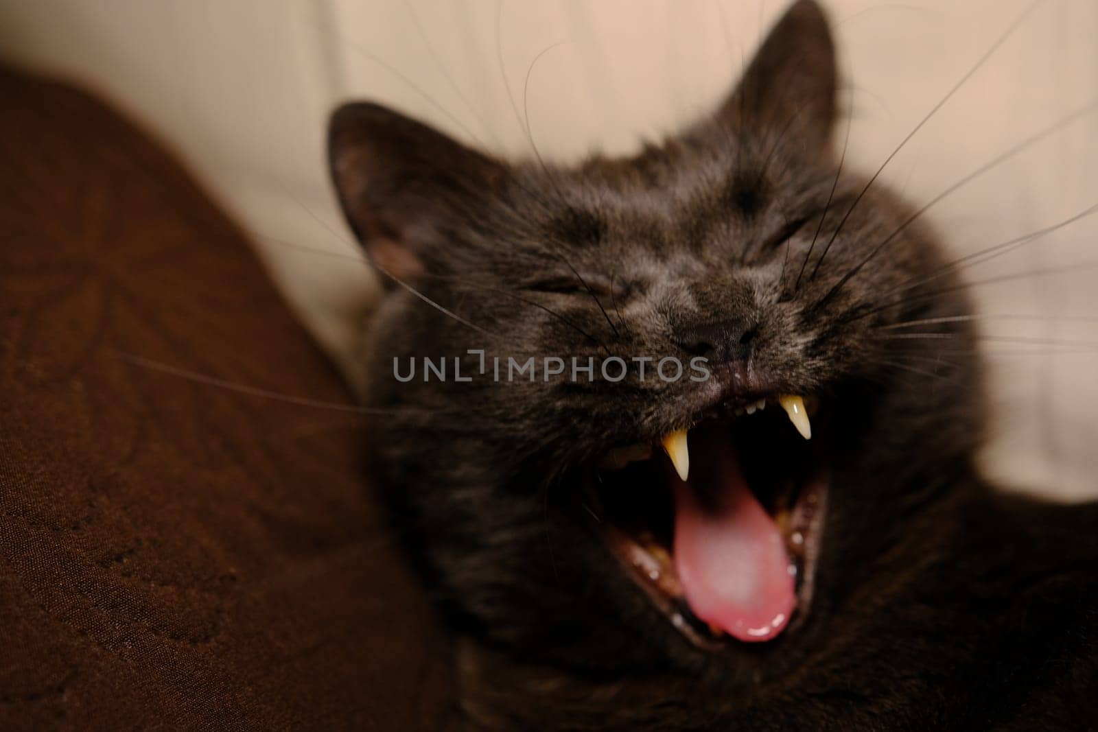 Lazy grey beauty british shorthair cat on cozy sofa. cat yawns. Cat canines, toothes. Cat with open mouth.