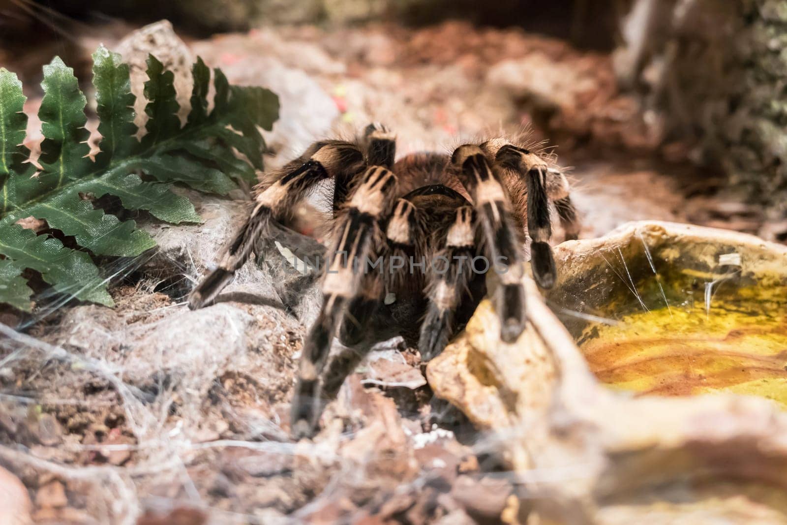 Burgundy Goliath Bird Eater (Theraphosa stirmi) Theraphosa Tarantula are World Biggest Spider species.