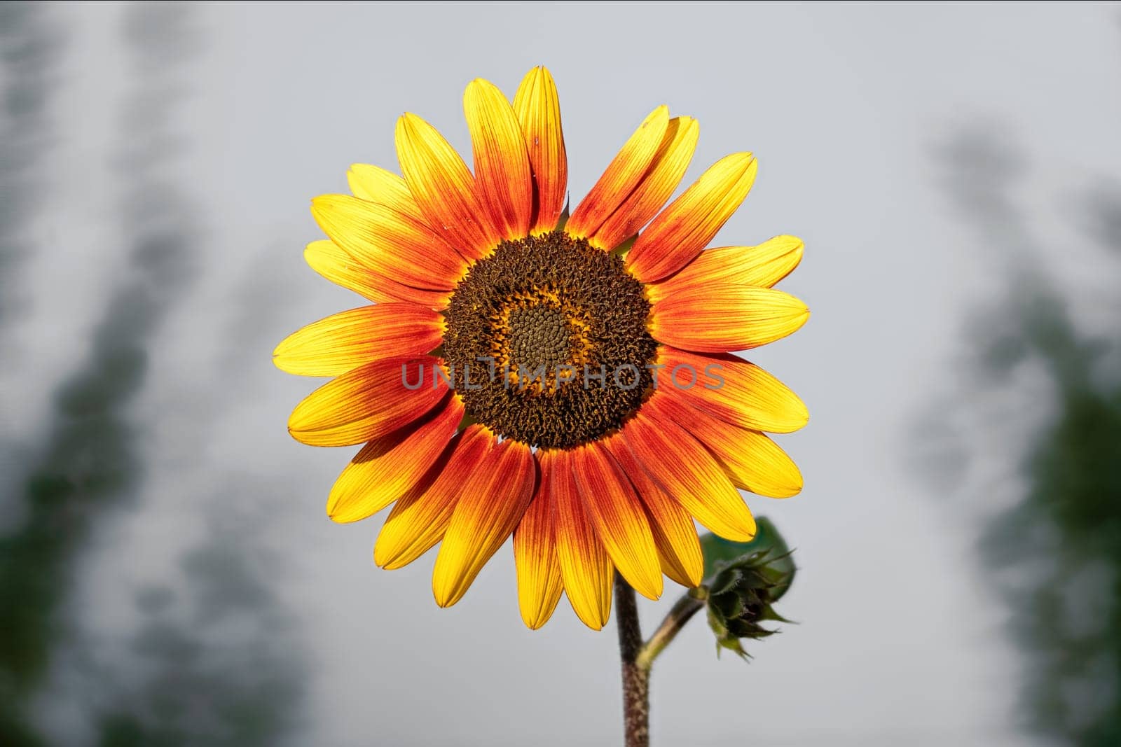 closeup of the blossom of a red yellow sunflower against a blurred background