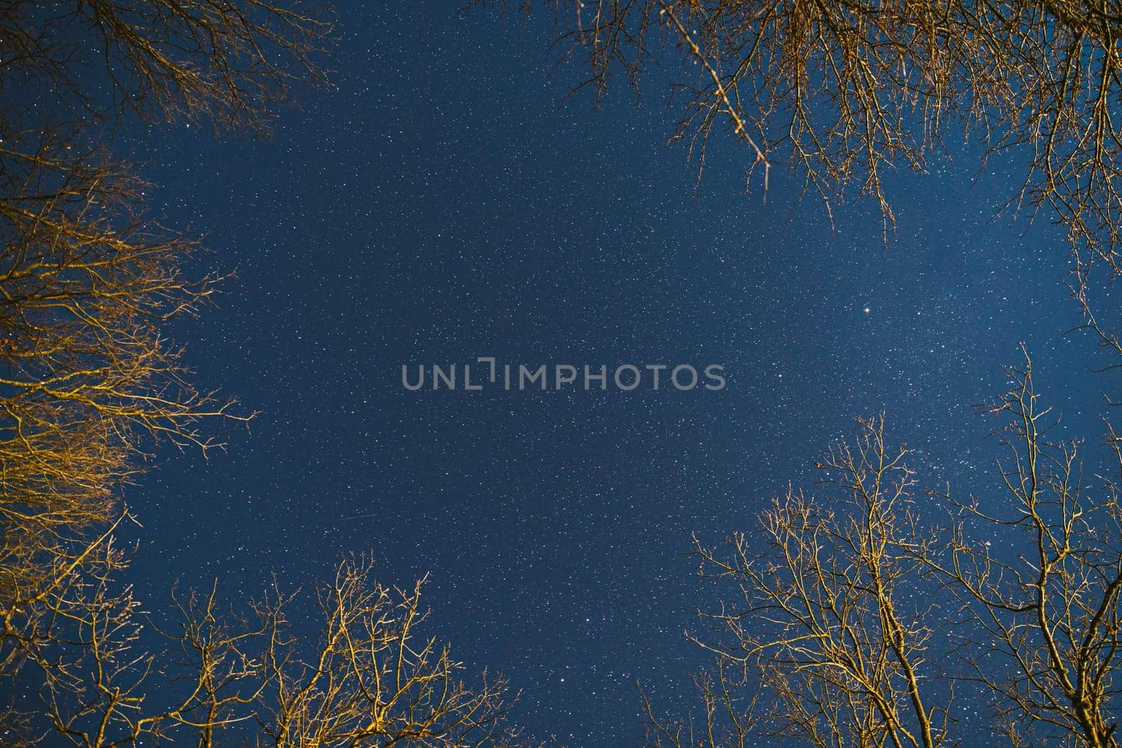 Night Sky Stars Above Oak Trees Branches In Early Spring. Natural Starry Sky Above Woods. Night Sky Background.