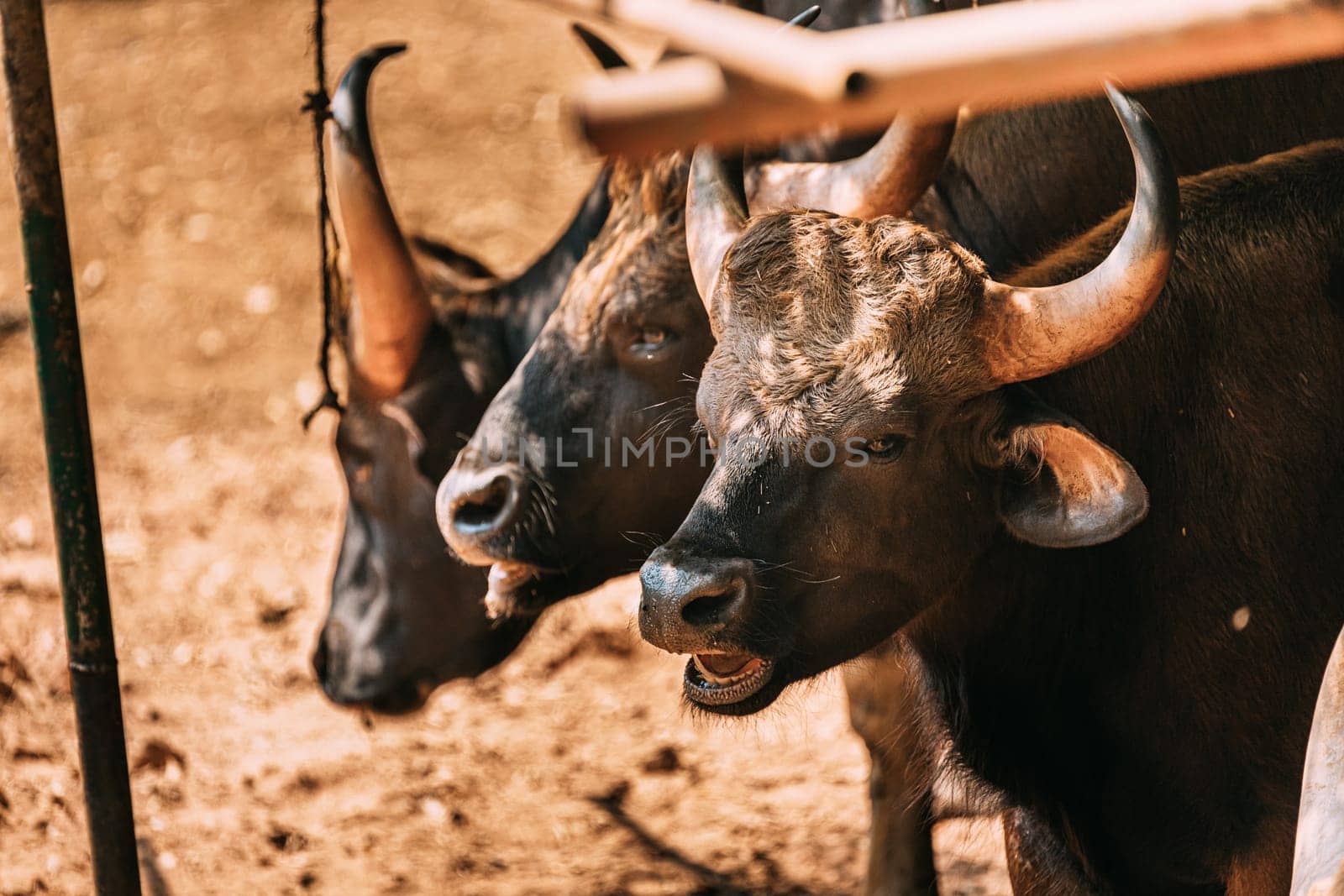 Goa, India. Gaur Bull, Bos Gaurus Or Indian Bison. It Is The Largest Species Among The Wild Cattle. In Malaysia, It Is Called Seladang, And Pyaung In Myanmar.