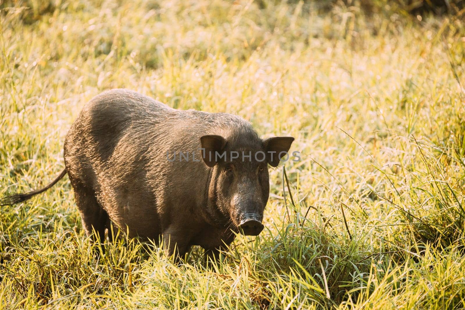 Big Household Black Pig In Fresh Green Grass In Farm. Pig Farming Is Raising And Breeding Of Domestic Pigs. It Is A Branch Of Animal Husbandry. Pigs Are Raised Principally As Food.