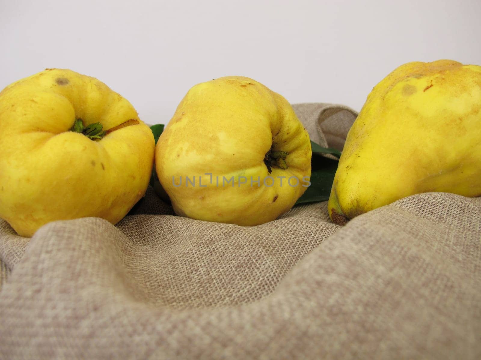 Ripe yellow pear quinces from the garden