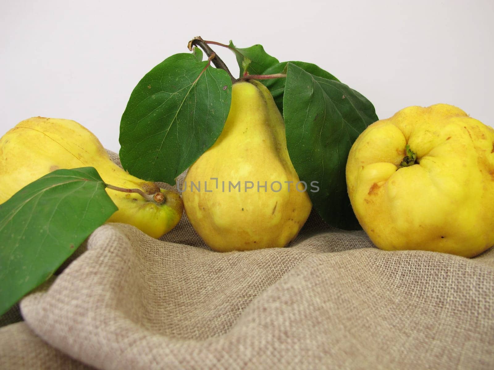 Ripe yellow pear quinces from the garden