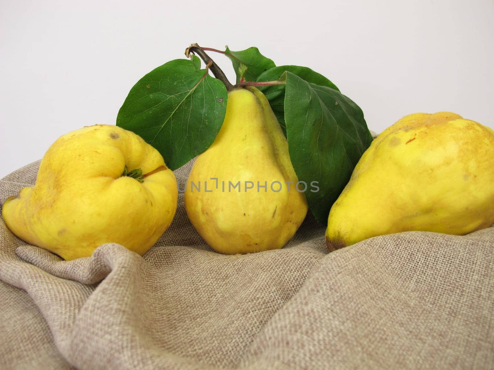 Ripe yellow pear quinces from the garden