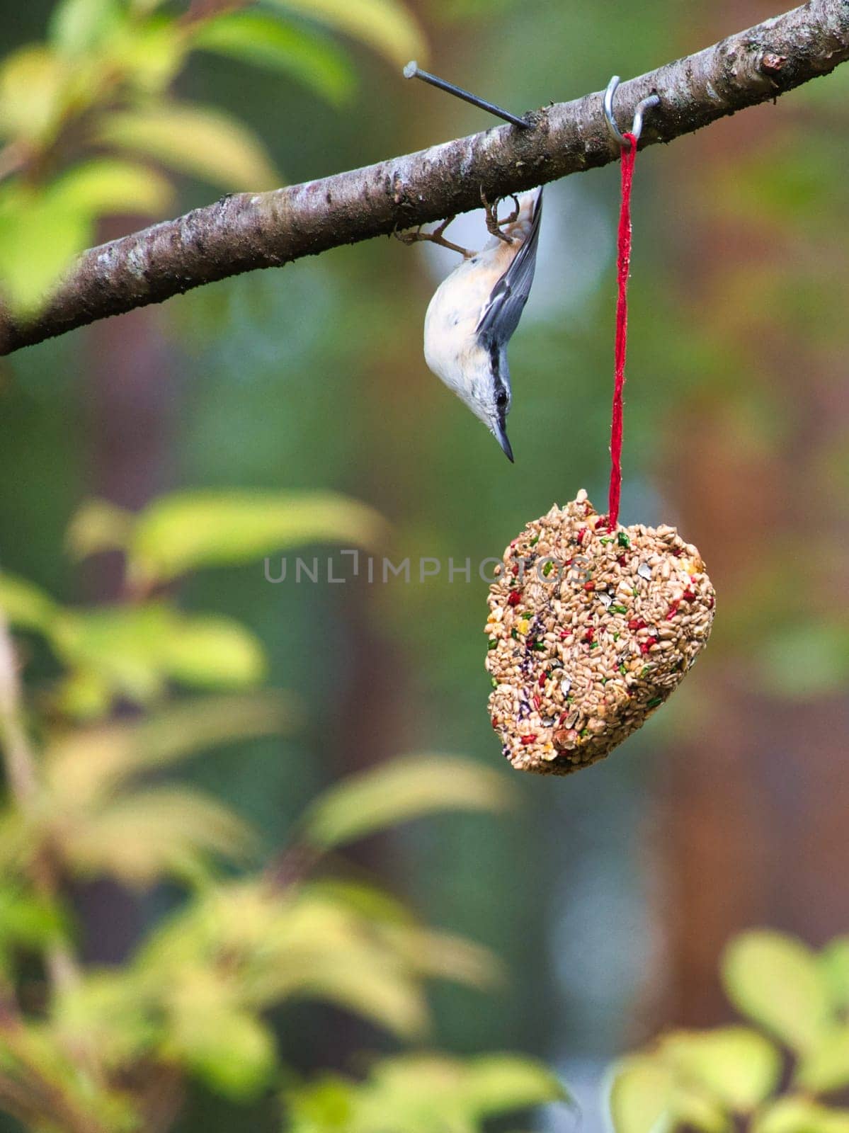 Nuthatch, observed at a feeder heart feeding in the forest. Small gray and white bird. Animal photo from nature