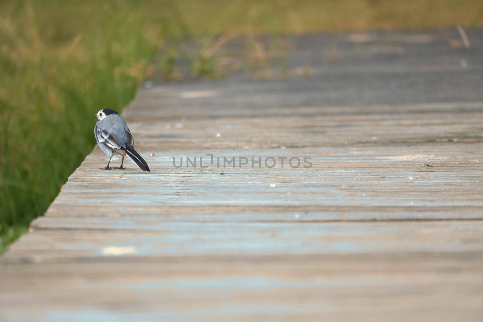 Pied wagtail on a footbridge at the water's edge. Songbird on the shore of a lake. Animal photo of bird