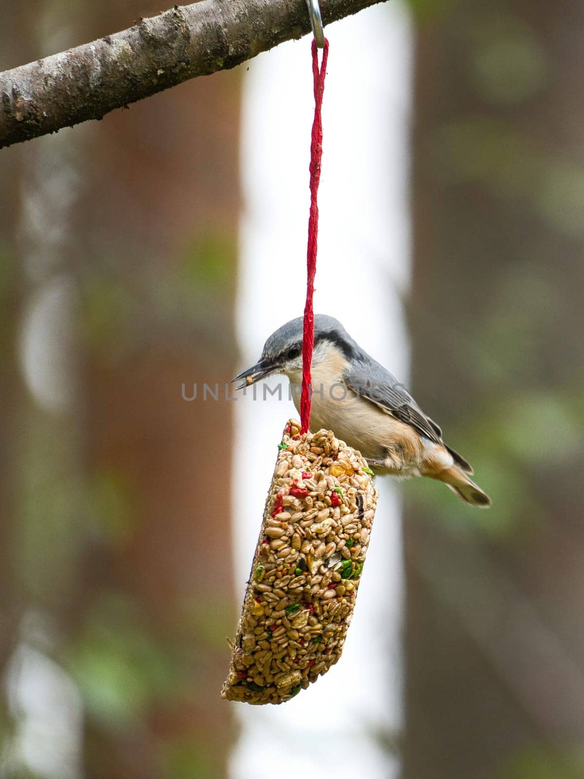 Nuthatch, observed at a feeder heart feeding in the forest. Small gray and white bird. Animal photo from nature