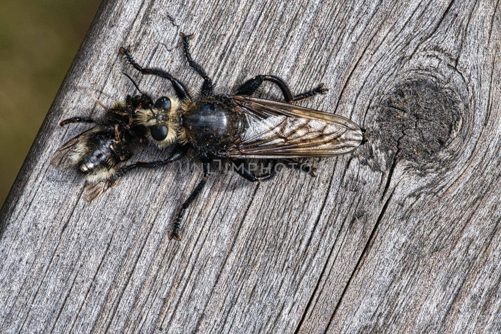 Yellow murder fly or yellow robber fly with a bumblebee as prey. The insect is sucked out by the hunter. Yellow black hairs cover the hunter. Macro shot from nature