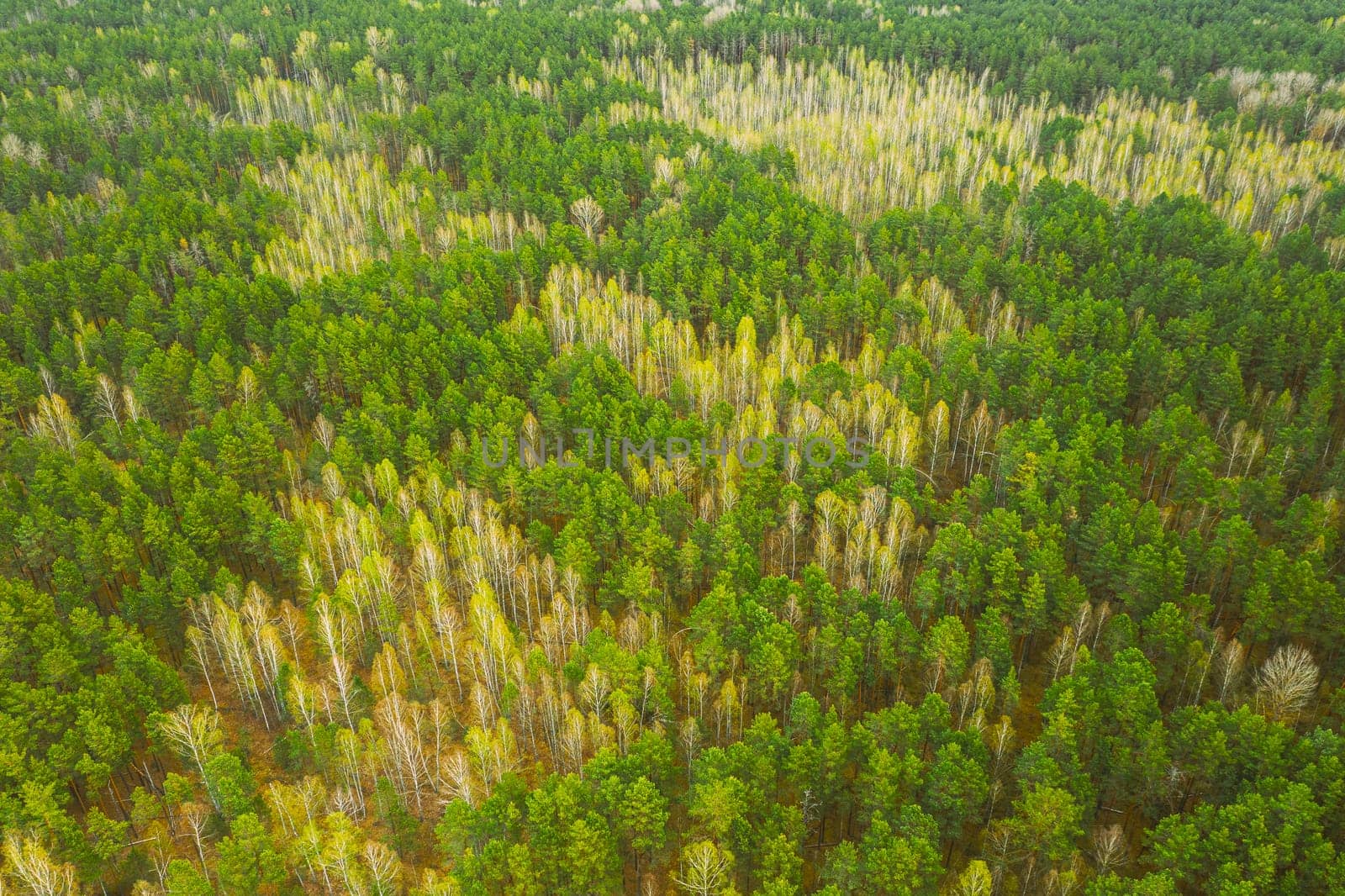Spring Season. Aerial View Of Deciduous Trees Without Foliage Leaves And Green Pine Forest In Landscape In Early Spring. Top View From Attitude. European Woods At Springtime.