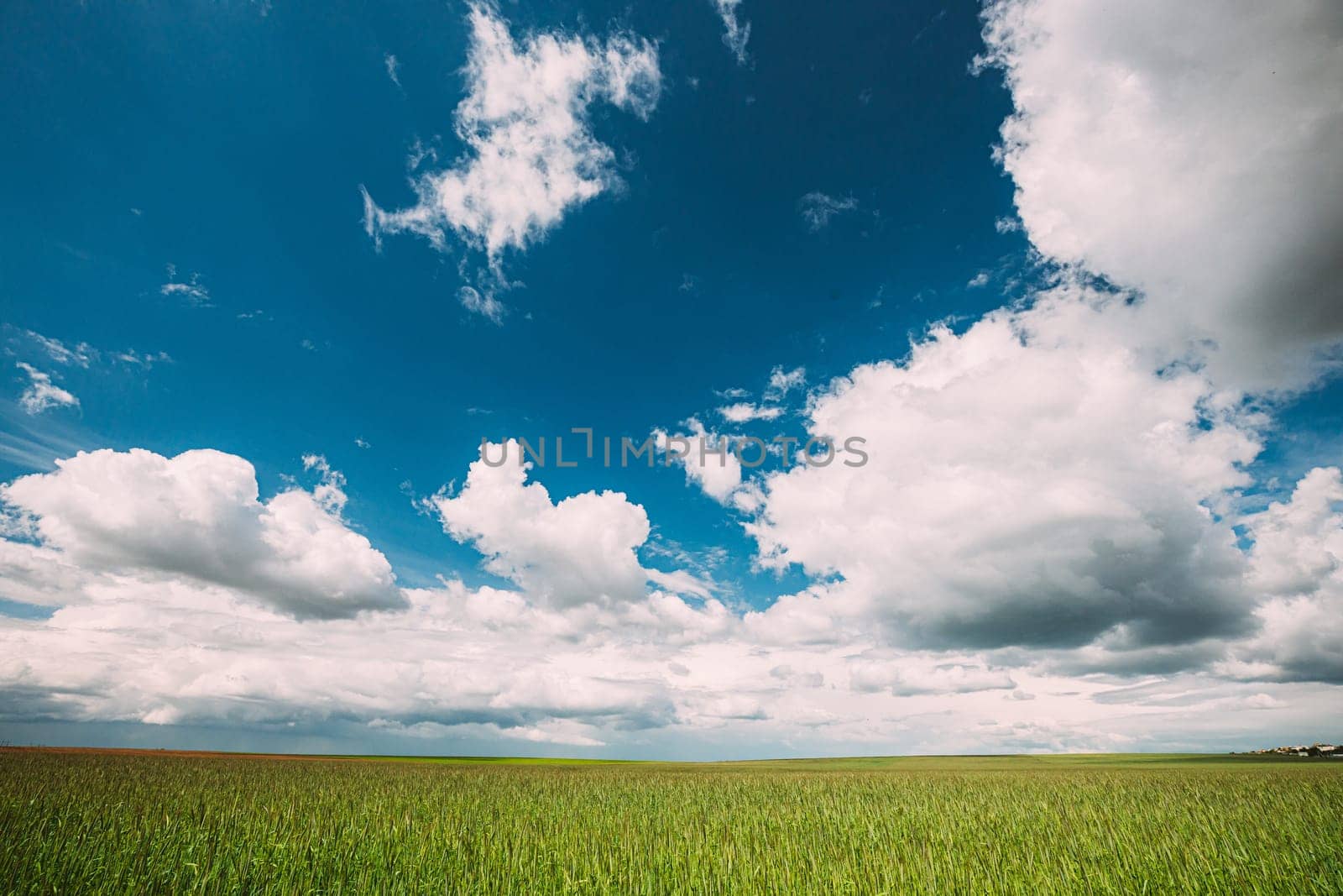 Countryside Rural Field Landscape With Young Wheat Sprouts In Spring Sunny Day. Agricultural Field. Young Wheat Shoots.
