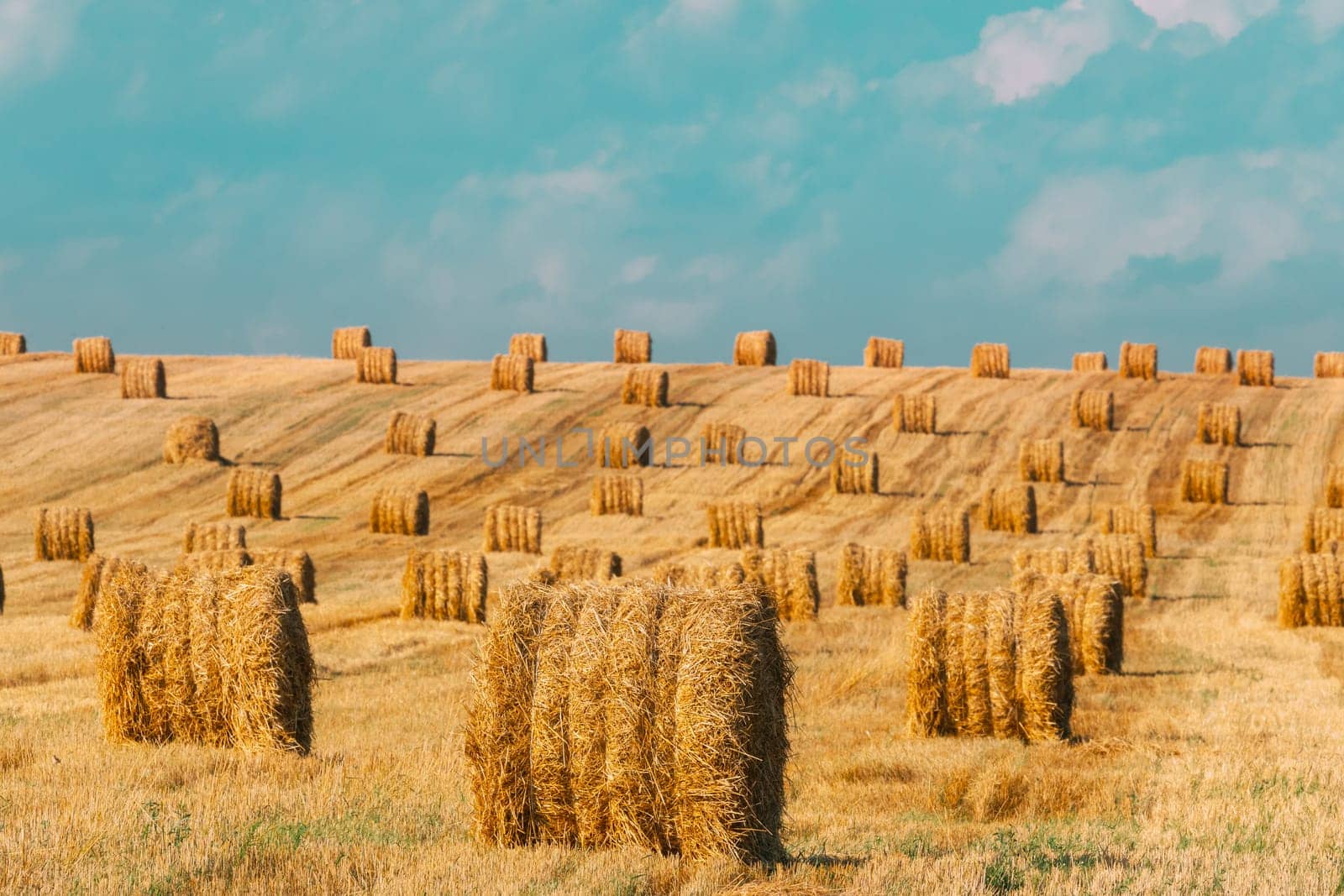 Summer Hay Rolls Straw Field Landscape. Haystack, Hay Roll.