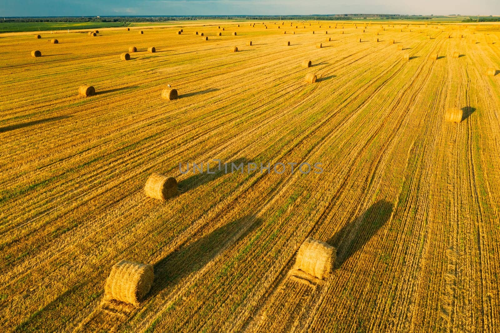 Elevated View Of Summer Hay Rolls Straw Field Landscape In Evening. Haystack, Hay Roll in Sunrise Time.