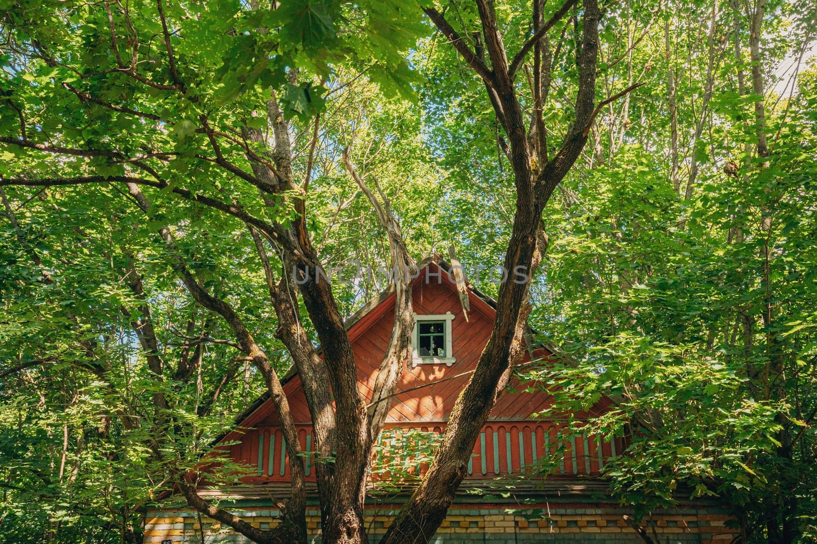 Belarus. Abandoned House Overgrown With Trees And Vegetation In Chernobyl Resettlement Zone. Chornobyl Catastrophe Disasters. Dilapidated House In Belarusian Village. Whole Villages Must Be Disposed.