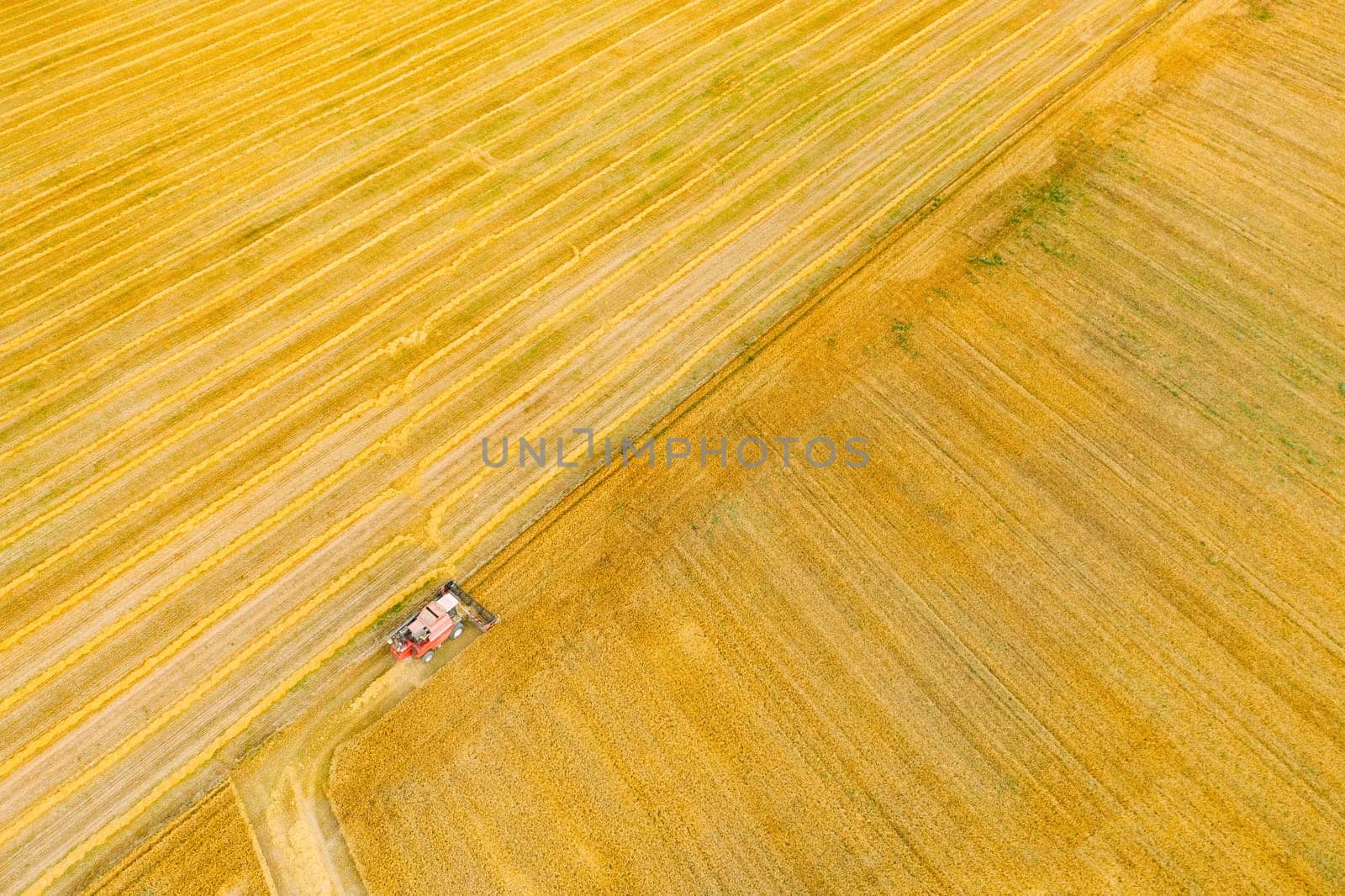 Aerial View Combine Harvester Working In Field. Harvesting Of Wheat In Summer Season. Agricultural Machines Collecting Wheat Seeds.