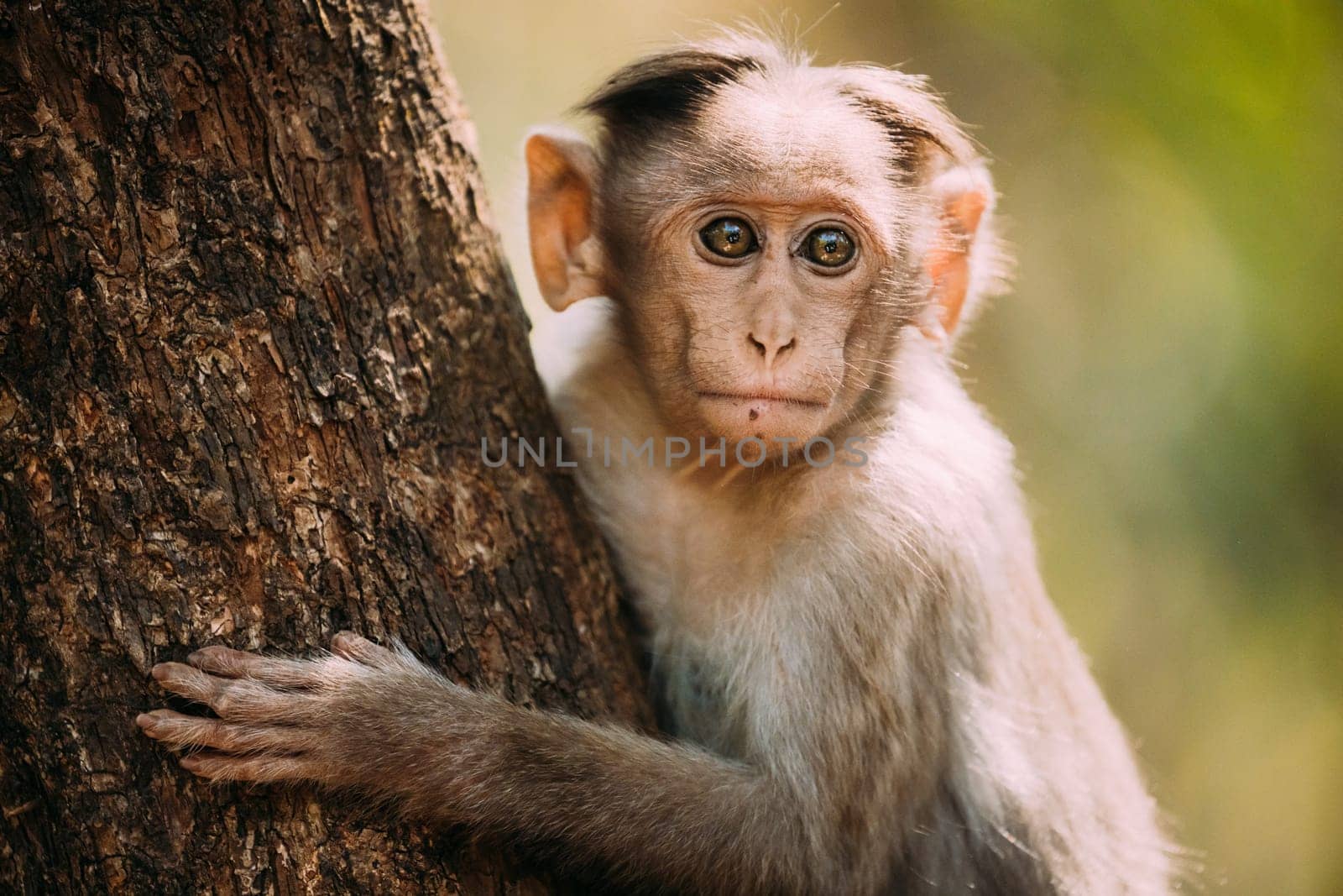 Goa, India. Young Bonnet Macaque - Macaca Radiata Or Zati Sitting On Tree. Close Up Portrait Of Cub. Monkey.